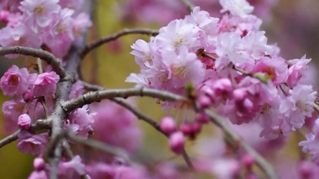 SONY NEX-7 VIDEO TEST -13. Con CONTAX MP2.8/100, Ciliegio Di Hakone.