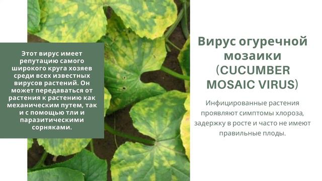 Клуб «Флора» представляет: Вирусные болезни растений