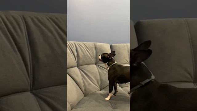 Зоопассажир ч 19. Бостонский терьер Ева....когда Марселя нет рядом...или девочка с характером