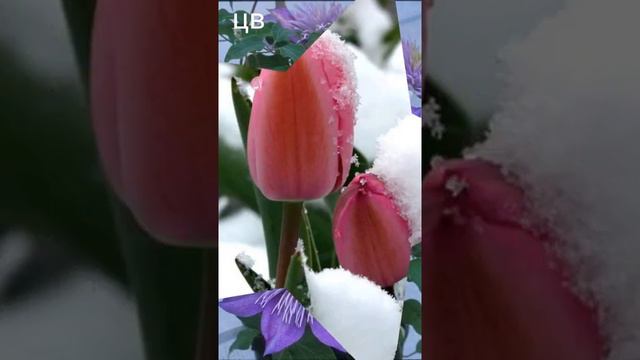 С днём женского счастья
