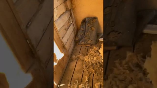 #барбершоп . Стрижка овец.