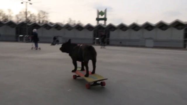 Russian French Bulldog Nord Boss is skateboarding in his favorite Park  Бульдог на скейте