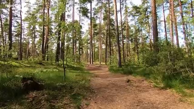 КРАСИВОЕ ПЕНИЕ ЛЕСНЫХ ПТИЦ.ИСЦЕЛЕНИЕ ДУШИ И ТЕЛА ВЫСОКИМИ ВИБРАЦИЯМИ ПЕНИЯ ПОСЛАННИКОВ НЕБЕСНЫХ.