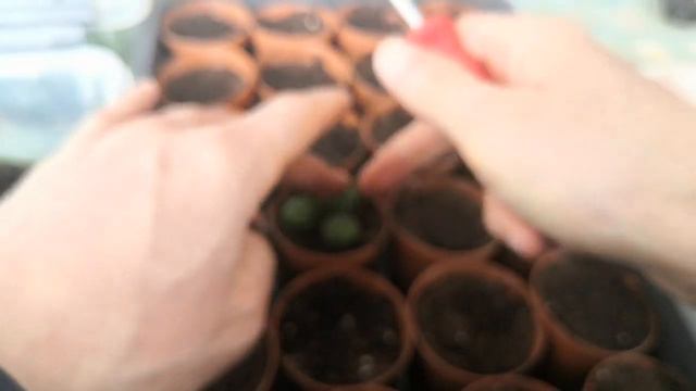 Kaktüs Yavruları Nasıl Büyür? (How To Grow Cactus From Seeds )(Gymnocalycium )