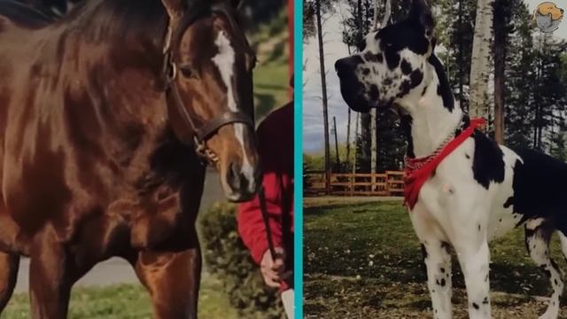 Мужчина прощается со своей лошадью. То что лошадь сделала дальше потрясло мир!