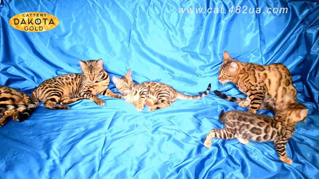 Будни питомника бенгальской кошки Dakota Gold  Cats Paty 3, октябрь 2017