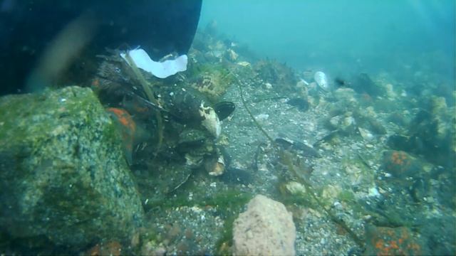 Кинул камеру с пирса на острове Русский. А там...