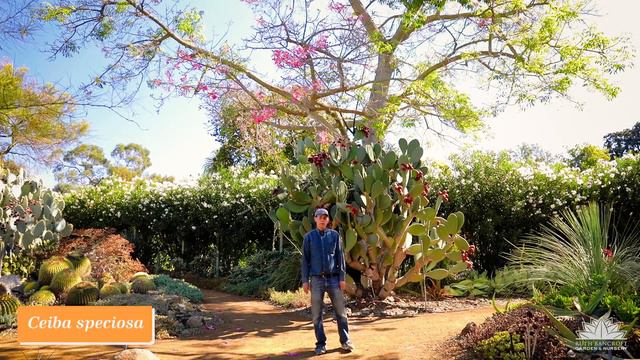 What's In Bloom At The Ruth Bancroft Garden  (October 2021)