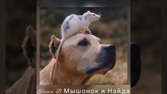 Мышонок и Найда. История для детей от Богородицы.