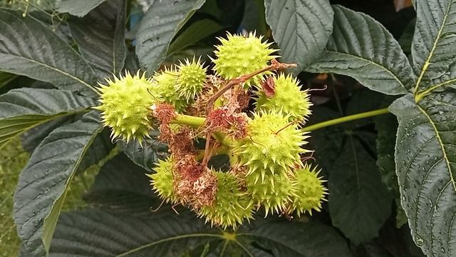 Подросли орешки у каштана.