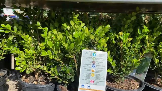 (LOWE'S SPRING INVENTORY APRIL 2023) BIGLEAF HYDRANGEA, FOX GLOVE, GERBERA DAISIES CLIMBING ROSES