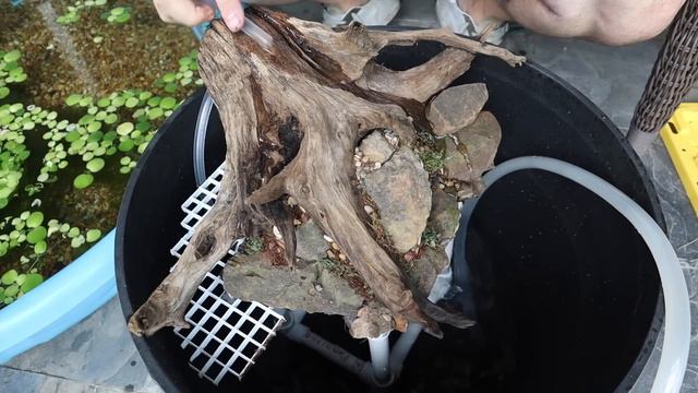 DIY Indoor Pond For Guppy Breeding! (Tutorial)