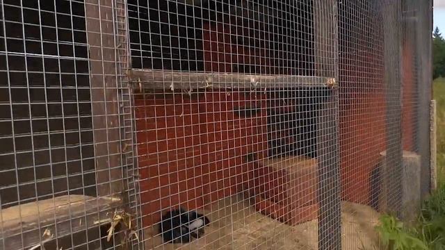 Хаски в Карелии