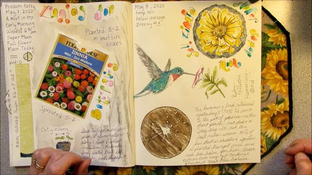 NATURE JOURNAL A Full Zinnia Flower Moon & The Return Of The Hummingbirds... And Poo