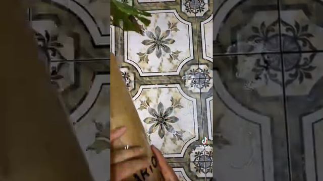 Monstera Thaicons + Syngonium Aurea Small-size