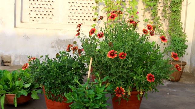 Beautiful Bloom On My Rooftop Gaillardia Flowers-Urdu