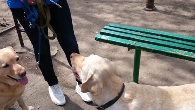 лабрадоры, что в кармане??????? Маркушкина дочка Элька и ее мама Дэбка