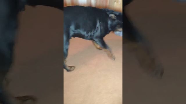 Подстилка для обнимашек ?