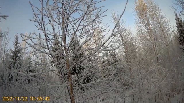 22.11.22 охота с смычком русских гончих , на зайца