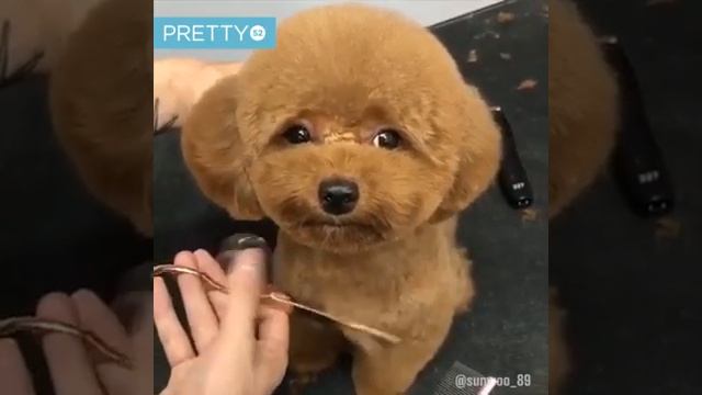 Как стригут собак разных пород*