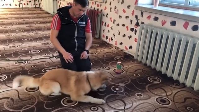 Развивающие игры для собак- отличный способ нагрузить питомца!