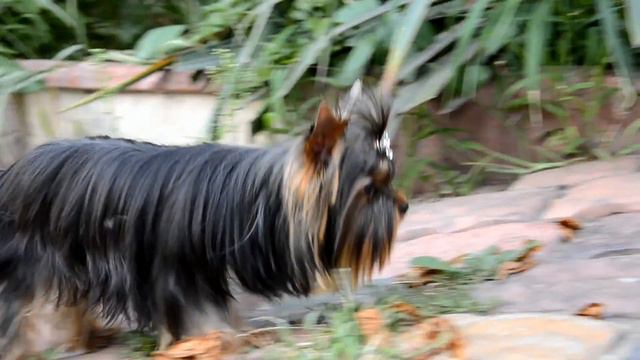 Красивый щенок йорк Elitedoggy.com