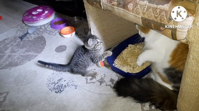 Мои кошки знакомятся с маленьким котенком Мышулей!