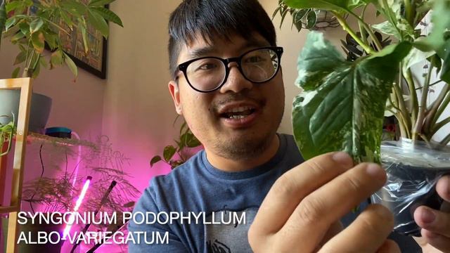 Steve's Leaves Plants Unboxing! What Did I Get?