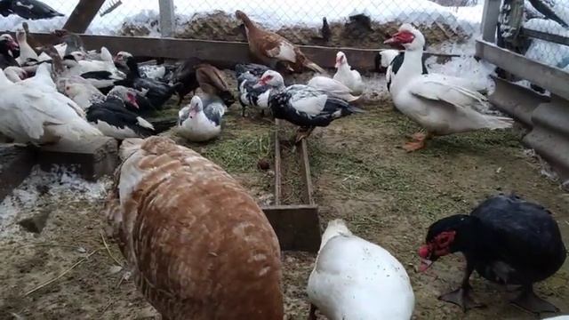 Стройка Формат