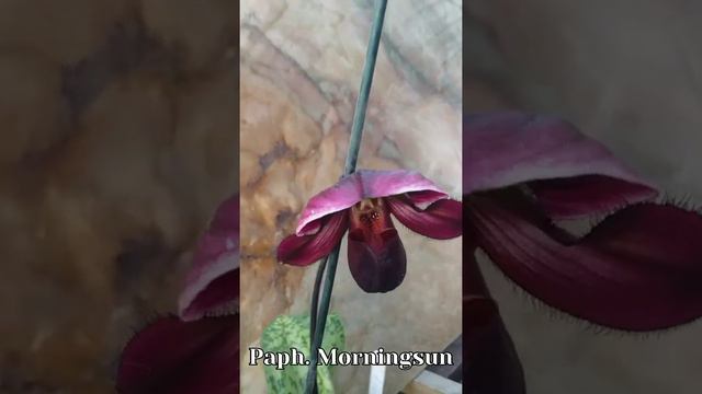 Пафы гибридные. Papf.Lippewunder Papf.Yi Ying Morning Sun