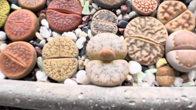 Литопсы/ Lithops. В литопс залез клещ?! 😱 04.09.2023. 🎂🍾