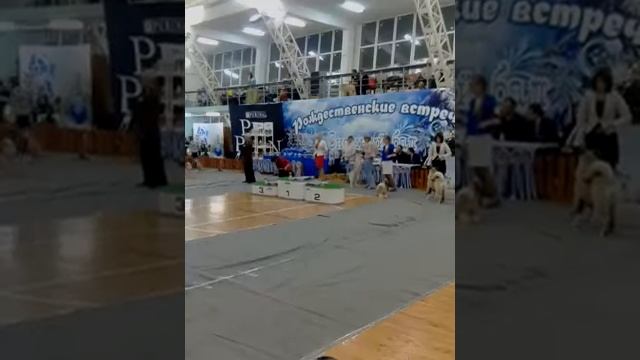 Миниатюрный бультерьер Vait Kostel Yursi