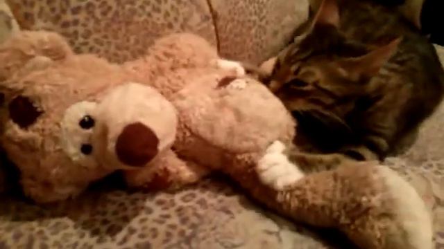 даже кошки делают ЭТО)))))