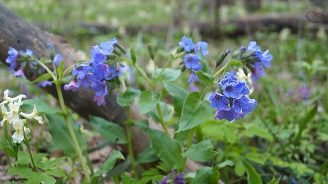 Цветочный релакс