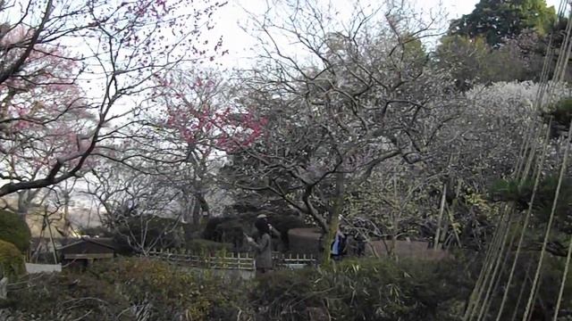 PENTAX Optio RS1000で動画撮影＠百草園　梅まつり