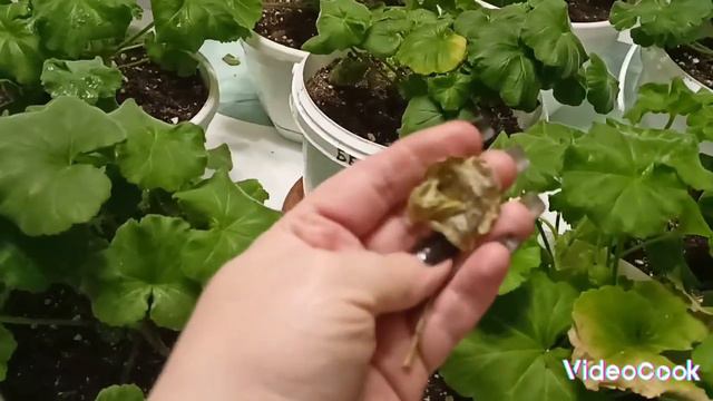 Пеларгонии -чернеет  сохнет лист