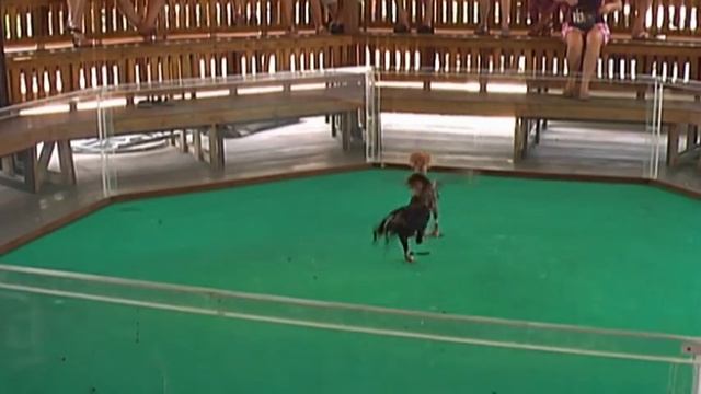 3 Тайланд Змеи Фрукт сад .2012 04 08mpg