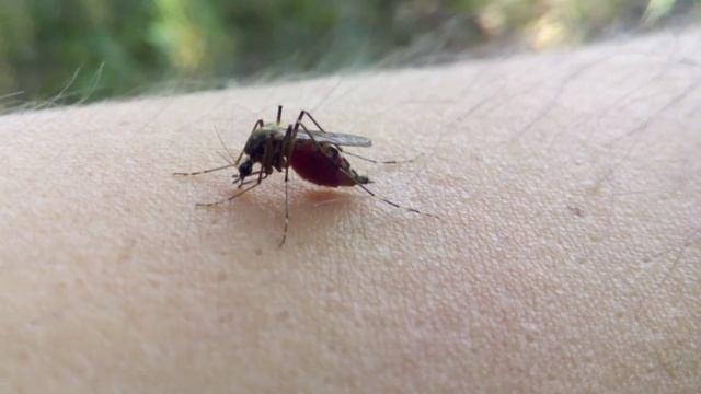 Как комар пьёт кровь