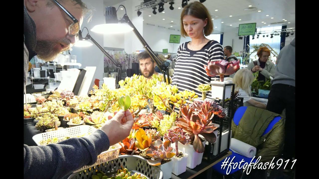 Выставка орхидей