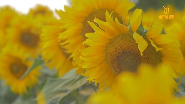 ॐ Чистые звуки ветра для сердечной чакры | медитация и исцеление [Анахата]