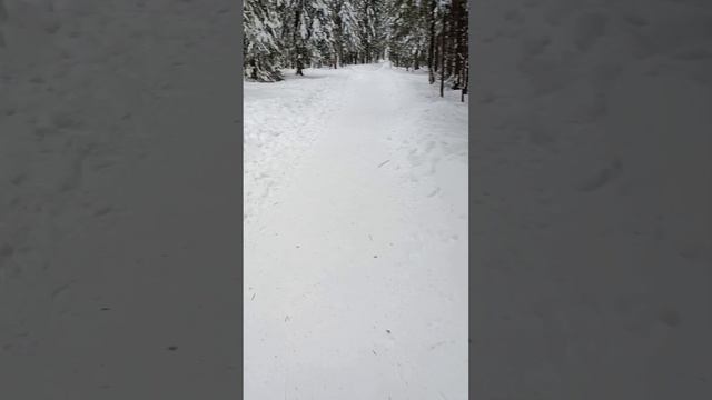 кожаный и шерстяной лыжная база на пихтовке