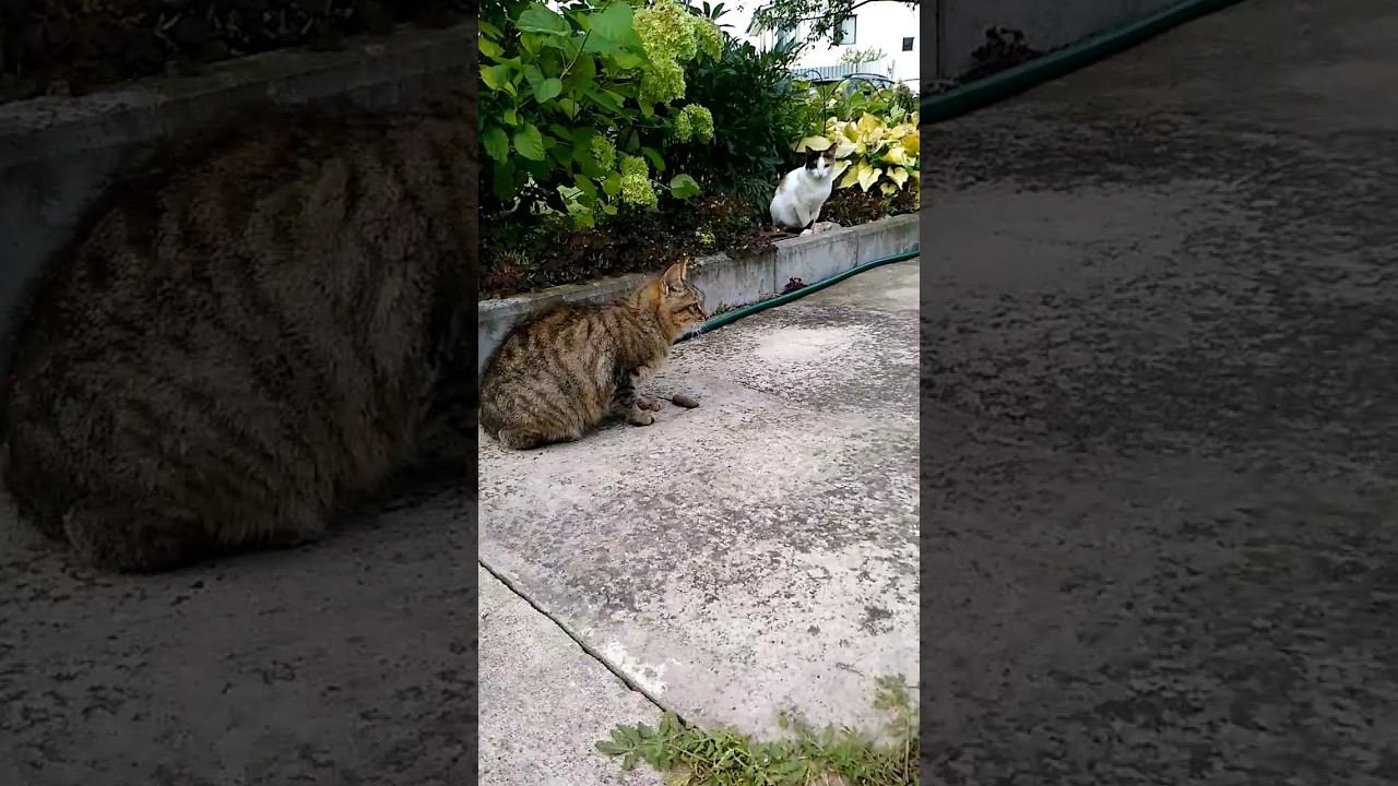 Cats play with a mouse.   #straycats #кошка #cat #gato #katze #chat #kedi #猫 #고양이 #貓