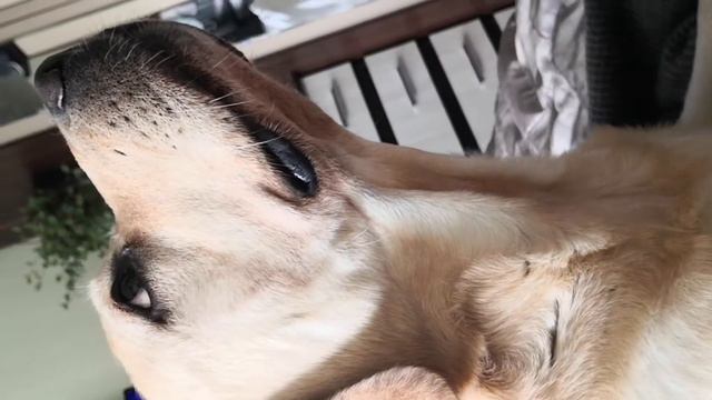 Лабрадор Бруно дома