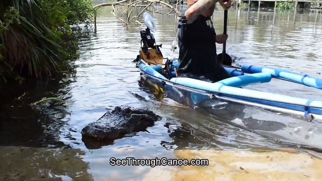 Surrounded By Alligators In A See Through Canoe