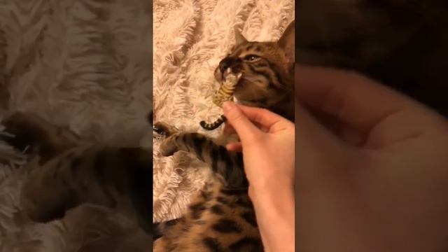 Кото Брошка по фото 🐾🐱 Cat Brooch By Photo #ручнаяроспись #handmade #ручнаяработа