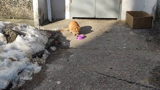 (котик № 1) рыжий толстый котяра лениво кушает