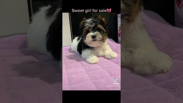 Кукольная миниатюрная девочка Бивер!!!🎀🎀🎀