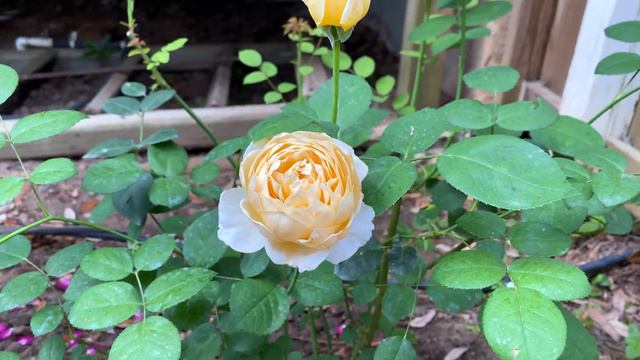 Rose - Charlotte