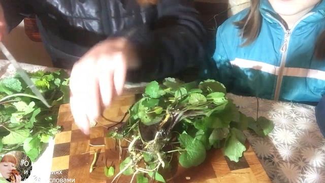 СЪЕДОБНЫЙ КОРЕНЬ дикого растения Чесночница Alliaria Petiolata: вместо хрена или васаби?