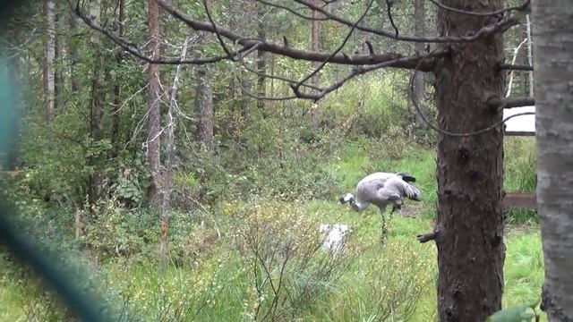 Журавли зоопарка Рануа, Финляндия, 2012